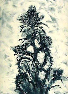   Phil Garrett, Thistle II Hunting Island2003, Monotype, Chine Colle,  30 x 22" on paper