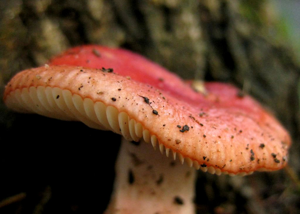 Mushroom photo by Betsy Dewitt